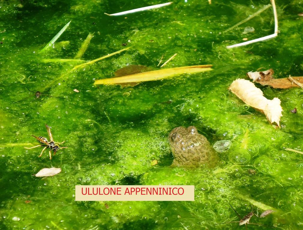 Agriturismo I Monti Di Salecchio Palazzuolo Sul Senio Kültér fotó